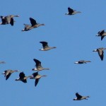 Bläss- und Saatgänse im Anflug auf eine Ackerfläche am Moorrand. Ihre Bejagung sehen betroffene Landwirte als notwendig an. Sie lässt aber so manchem Gänsefreund die Halsschlagadern anschwellen, insbesondere, wenn sie an den Schlafplätzen erfolgt.