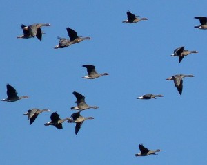 Bläss- und Saatgänse im Anflug auf eine Ackerfläche am Moorrand. Ihre Bejagung sehen betroffene Landwirte als notwendig an. Sie lässt aber so manchem Gänsefreund die Halsschlagadern anschwellen, insbesondere, wenn sie an den Schlafplätzen erfolgt.