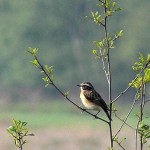 Braunkehlchen im Wietingsmoor.