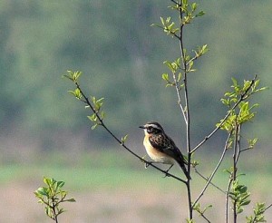 Braunkehlchen im Wietingsmoor.