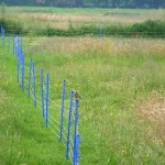 Erfolgreicher Elektro-Gelegeschutzzaun im Wiesengebiet am südlichen Wietingsmoor: Verdoppelung von Wiesenvogelbrutvorkommen zwischen 2007 und 2012.