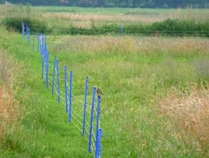 Erfolgreicher Elektro-Gelegeschutzzaun im Wiesengebiet am südlichen Wietingsmoor: Verdoppelung von Wiesenvogelbrutvorkommen zwischen 2007 und 2012.