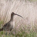 Großer Brachvogel: Zumindest auf Teilflächen des Wietingsmoores waren bei dieser Art wie auch bei der Bekassine zwischen 2002 und 2006 Bestandszunahmen zu verzeichnen. Durch Mähen, Mulchen, Gehölzentnahmen, kontrolliertes Brennen und Schafbeweidung wurden diese Flächen gepflegt. (Foto: Großer Brachvogel im Hochmoor)