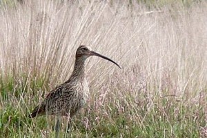 Großer Brachvogel: Zumindest auf Teilflächen des Wietingsmoores waren bei dieser Art wie auch bei der Bekassine zwischen 2002 und 2006 Bestandszunahmen zu verzeichnen. Durch Mähen, Mulchen, Gehölzentnahmen, kontrolliertes Brennen und Schafbeweidung wurden diese Flächen gepflegt. (Foto: Großer Brachvogel im Hochmoor)