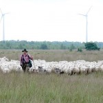 U.a. dem Bestand des Großen Brachvogels half Schäfermeister Jörg Bauer von der Freistätter Schäferei mit seiner Moorschnuckenherde im nördlichen Wietingsmoor auf die Sprünge.