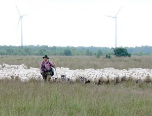 U.a. dem Bestand des Großen Brachvogels half Schäfermeister Jörg Bauer von der Freistätter Schäferei mit seiner Moorschnuckenherde im nördlichen Wietingsmoor auf die Sprünge.