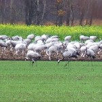 Ausschnitt eines etwa 1000-köpfigen Kranichtrupps am Großen Uchter Moor bei Warmsen (Landkreis Nienburg) im Herbst 2009. Typisch: Nahrungsuche auf einem Maisacker.