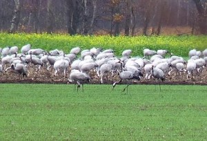 Ausschnitt eines etwa 1000-köpfigen Kranichtrupps am Großen Uchter Moor bei Warmsen (Landkreis Nienburg) im Herbst 2009. Typisch: Nahrungsuche auf einem Maisacker.