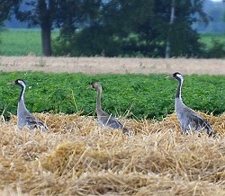 Kranichfamilie am Moor