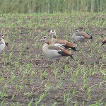 Nilgänse (Alopochen aegyptiacus) auf einer Ackerfläche am Wietingsmoor.