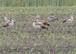 Nilgänse (Alopochen aegyptiacus) auf einer Ackerfläche am Wietingsmoor.