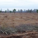 Foto: Nördliches Wietingsmoor Mulchfläche Südlich der K38: Hier wurde mit einem Forstmulcher das Rad der Zeit zurückgedreht. Birken entwässern den Hochmoorkörper jetzt nicht mehr, zusammen mit einem hoffentlich oberflächennahen Anstau und dem späteren Einsatz einer munteren Schafherde können Torfmoose und Heidegewächse die Fläche bald zurückerobern.