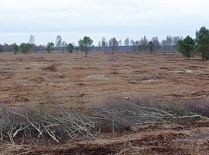 Foto: Nördliches Wietingsmoor Mulchfläche Südlich der K38: Hier wurde mit einem Forstmulcher das Rad der Zeit zurückgedreht. Birken entwässern den Hochmoorkörper jetzt nicht mehr, zusammen mit einem hoffentlich oberflächennahen Anstau und dem späteren Einsatz einer munteren Schafherde können Torfmoose und Heidegewächse die Fläche bald zurückerobern.