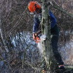 Foto: Freistellen einer Moorfläche im Oppenweher Moor.