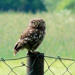 Steinkauz-Altvogel zur Nestlingszeit an einer Schafweide in Dreeke bei Barnstorf.