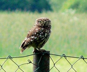 Steinkauz-Altvogel zur Nestlingszeit an einer Schafweide in Dreeke bei Barnstorf.