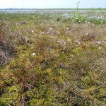 Neustädter Moor, Mai 2012: Moorwachstum trotz Regenknappheit