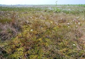 Neustädter Moor, Mai 2012: Moorwachstum trotz Regenknappheit