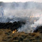 Heidebrand im Nationalpark De Hoge Veluwe