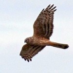 Kornweihen-Weibchen am Schlafplatz im Wietingsmoor am 13.04.2014. Die Vögel erbeuten überwiegend Mäuse auf offenen Flächen im Moor und außerhalb auf Wiesen und Äckern.