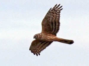 Kornweihen-Weibchen am Schlafplatz im Wietingsmoor am 13.04.2014. Die Vögel erbeuten überwiegend Mäuse auf offenen Flächen im Moor und außerhalb auf Wiesen und Äckern.