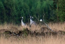 Wollschöpfe des Scheidigen Wollgrases (Eriophorum vaginatum) in einer Moorheide im Wietingsmoor, darüber ein Raubwürger und im Hintergrund Kraniche.(Foto v. 20.04.14)
