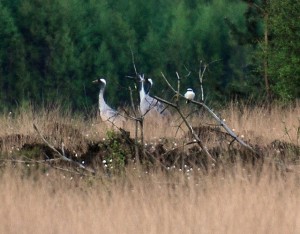 Wollschöpfe des Scheidigen Wollgrases (Eriophorum vaginatum) in einer Moorheide im Wietingsmoor, darüber ein Raubwürger und im Hintergrund Kraniche.(Foto v. 20.04.14)