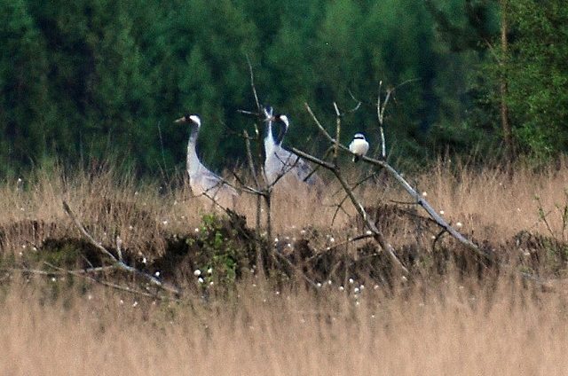 Wollschöpfe des Scheidigen Wollgrases (Eriophorum vaginatum) in einer Moorheide im Wietingsmoor, darüber ein Raubwürger und im Hintergrund Kraniche.(Foto v. 20.04.14)