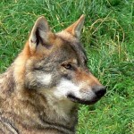 Archivfoto von Canis lupus, dem Wolf