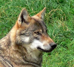 Archivfoto von Canis lupus, dem Wolf