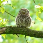 Steinkauz-Altvogel am mittleren Wietingsmoor bei Barver im Mai 2014