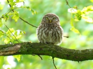 Steinkauz-Altvogel am mittleren Wietingsmoor bei Barver im Mai 2014