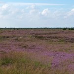 Heideblütenteppich im südlichen Wietingsmoor