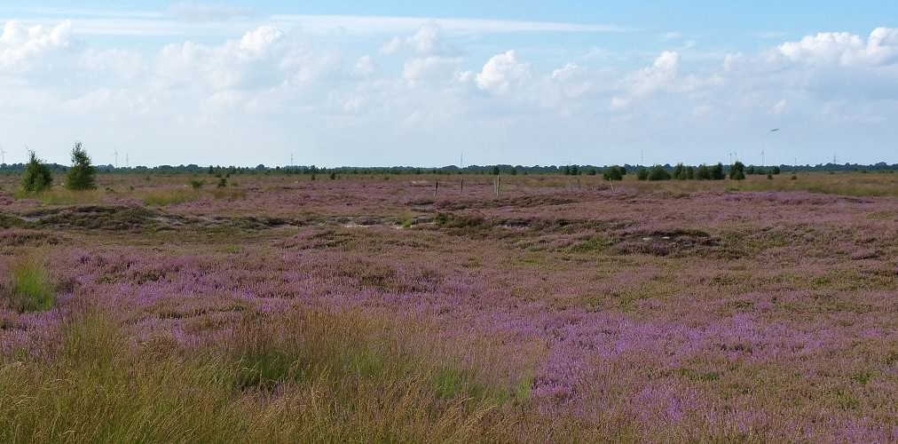 Heideblütenteppich im südlichen Wietingsmoor