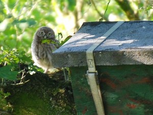 Jungkauz im Juli 2014 am Wietingsmoor. Alle bekannten Steinkauz-Brutpaare brüten hier in künstlichen Nisthilfen. 