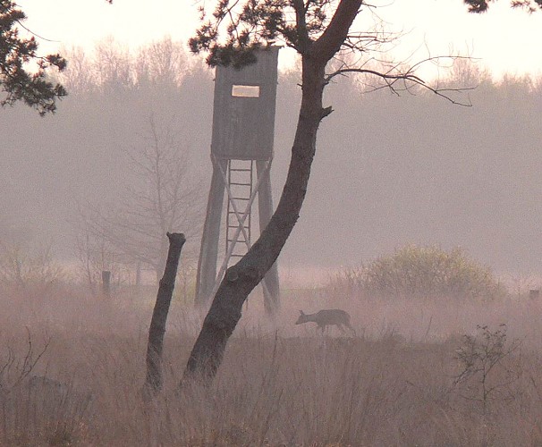 Jagdkanzel im Wietingsmoor. Auf männliches Rehwild darf jetzt auch vom 16. Oktober bis 31. Januar gejagt werden.