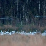 10.000 Kraniche in der Moorniederung