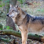 Der Wolf stellt Weideviehhalter und Jäger vor Herausforderungen