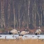 Neuer Kranich-Rastrekord in der Diepholzer Moorniederung