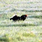 Rhön-Birkwild mit Nachwuchs