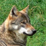 Archivfoto von 'canis lupus", dem Wolf