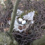 Ostern – Fest des Lebens