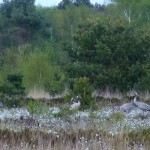 Alljährliches Naturschauspiel: Wollgrasblüte