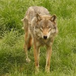 Zur Gefährlichkeit des Wolfes für den Menschen