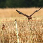 Brutpflege der Wiesenweihe: Im Notfall schafft es auch das Männchen im Alleingang