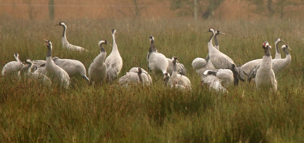 Kraniche sammeln sich hier auf dem Hochmoorgrünland im Wietingsmoor, bevor sie zu den Schlafgewässern fliegen (Foto vom 19.10.2015).