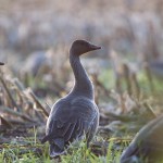 Gänse- und Kranichherbst 2015 in der Diepholzer Moorniederung: Es „brummt" schon wieder im Gebiet