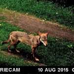 Berufsschäfer Tino Barth spricht Klartext:  "Dieser Wolf muss aus der Natur entnommen werden!"