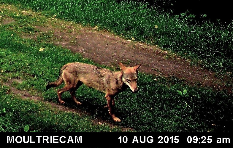 Dieses Foto der berüchtigten Wolfsfähe gelang Dr. Marcel Holy mit einer Wildkamera in der Markonah nordwestlich von Barnstorf am 10.08.2015.