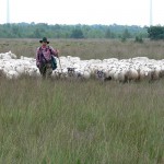 Erneut Angriff auf die Moorschnuckenherde im nördlichen Wietingsmoor